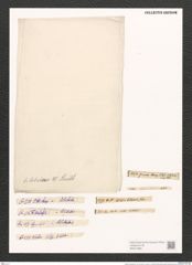 Nitzschia bilobata W. Sm. (de-Toni-Nr.: Genus 47, Species 2049) Zeichnungen Sammlung Grunow (NHMW-BOT-W0371880)